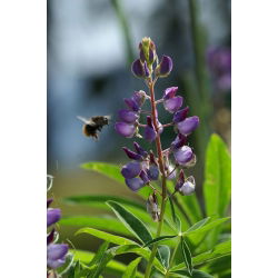 Sweet lupin "Regent" - 1 kg; cây lupin lá hẹp, cây lupin lá hẹp, cây lupin xanh - 