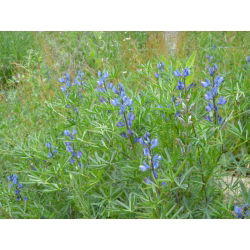 Cây lupin ngọt "Azuro" - 1 kg; cây lupin lá hẹp, cây lupin lá hẹp, cây lupin xanh - 