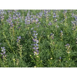 Sweet lupin "Sonet" - 1 kg; cây lupin lá hẹp, cây lupin lá hẹp, cây lupin xanh - 