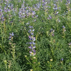 Sweet lupin "Sonet" - 1 kg; cây lupin lá hẹp, cây lupin lá hẹp, cây lupin xanh - 
