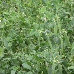 Zirņi - Milwa - 1 kg - Agrīna šķirne lopbarībai - Svaigas sēklas