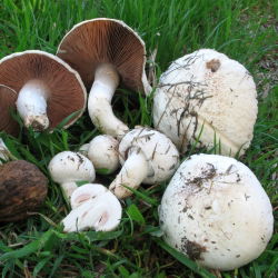 Polní houba - mycelium, rozmnožování na obilí pro pěstování v zahradě, na loukách a na poli - 1 kg - 