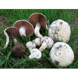 Polní houba - mycelium, rozmnožování na obilí pro pěstování v zahradě, na loukách a na poli - 1 kg - 