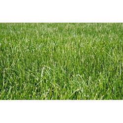 红色羊茅“ Areta”-5公斤；爬行的红色羊茅 - 