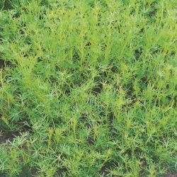 Lupin hẹp hẹp ngọt "Rumba" - 1 kg; lupin lá hẹp, lupin xanh - 