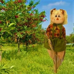 Scarecrow - Maggie (Gosia)
