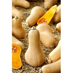 Tykev muškátová - Butternut - Ideální na pečení, do polévek a omáček - Čerstvá semena