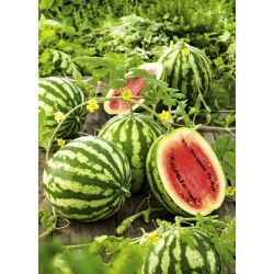 Melancia - Crimson Sweet - 12 sementes - Citrullus lanatus