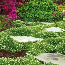 Semi di Irish Moss, Heath Pearlwort - Sagina subulata - 2200 semi