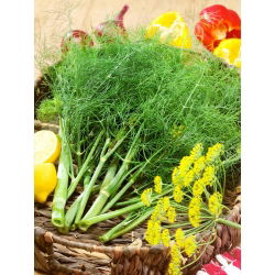 Endro - Sprinter - 2800 sementes - Anethum graveolens L.