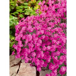 Firewitch, Cheddar Roosa seemned - Dianthus gratianopolitanus - 120 seemet - Dianthus gratianopolitanus syn. D. caesius.