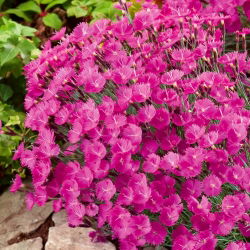 Firewitch, Cheddar Roosa seemned - Dianthus gratianopolitanus - 120 seemet - Dianthus gratianopolitanus syn. D. caesius.