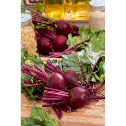 Kırmızı pancar "Bona" - Beta vulgaris - tohumlar