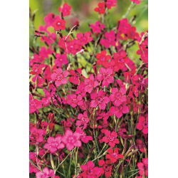 Sementes Maiden Pink Flashing Light - Dianthus deltodies - 330 sementes - Dianthus deltoides