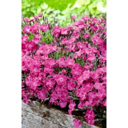 Sementes de Cheddar Rosa - Dianthus gratianopolitanus - 120 sementes - Dianthus gratianopolitanus syn. D. caesius.