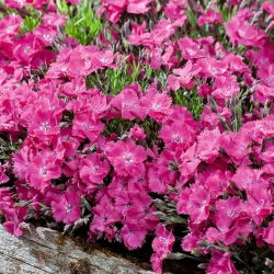 Sementes de Cheddar Rosa - Dianthus gratianopolitanus - 120 sementes - Dianthus gratianopolitanus syn. D. caesius.