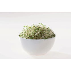 BIO Sprouting seeds - Evening primrose - certified organic seeds; suncups, sundrops