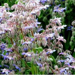 Borage - tanaman melliferous - 100 g; starflower - 