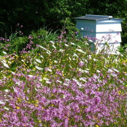 Melliferous plants - selection of plants for wetter ground - 0,5 kg