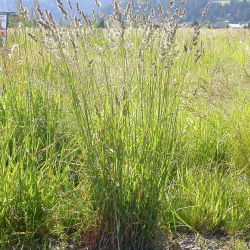 Pé de galo, grama de pomar "Donata" - sementes revestidas - 5 kg - 