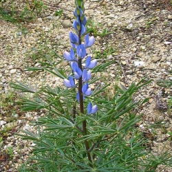 Cây lupin ngọt "Boruta" - 1 kg; cây lupin lá hẹp, cây lupin lá hẹp, cây lupin xanh - 