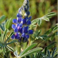 Cây lupin ngọt ngào "Zeus" - 1 kg; cây lupin lá hẹp, cây lupin lá hẹp, cây lupin xanh - 
