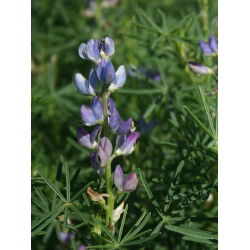 Cây lupin đắng "Karo" - 1 kg; cây lupin lá hẹp, cây lupin lá hẹp, cây lupin xanh - 