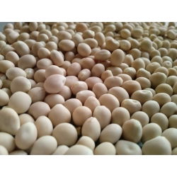 Cây lupin đắng "Oskar" - 1 kg; cây lupin lá hẹp, cây lupin lá hẹp, cây lupin xanh - 