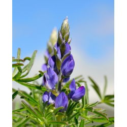 Cây lupin đắng "Oskar" - 1 kg; cây lupin lá hẹp, cây lupin lá hẹp, cây lupin xanh - 