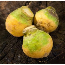 Rutabaga furajeră "Saba" - 10 g; Navă suedeză, neep, snagger, suedez - 