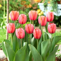 Tulipan 'Marelica Impression' - 5 kom
