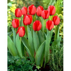 Tulipan 'Red Impression' - 5 kom