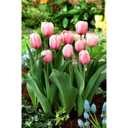 Tulip Salmon Impression - 5 kom