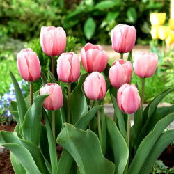 Tulip Salmon Impression - 5 kom