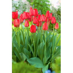 Tulip Parade - 5 adet - 