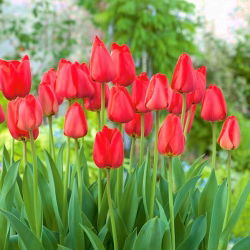 Tulip Parade - 5 adet - 