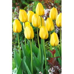 Zlatna parada tulipana - 5 kom