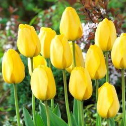 Zlatna parada tulipana - 5 kom