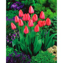 Tulipan Niigata - 5 kom
