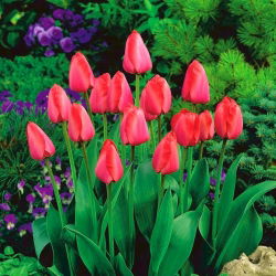 Tulipan Niigata - 5 kom
