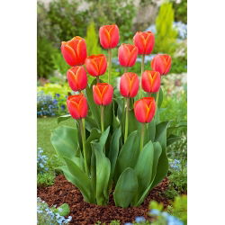 Tulipan za vas - 5 kom