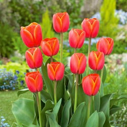 Tulipan za vas - 5 kom