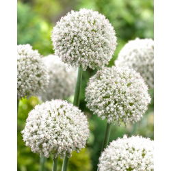 Cipolla ornamentale White Cloud - 5 pz