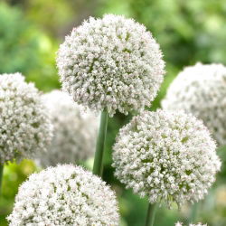 Cipolla ornamentale White Cloud - 5 pz