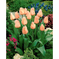 Tulipan 'Marelica' - 5 kom