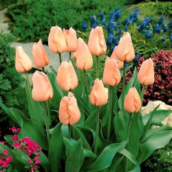 Tulipan 'Marelica' - 5 kom