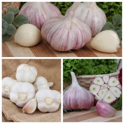 Talvivalkosipuli Arkus, Harnas, Ornak - 3 x 0,25 kg