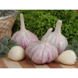 Talvisipuli Arkus - 16 sipuli (0,8 - 1,0 kg)