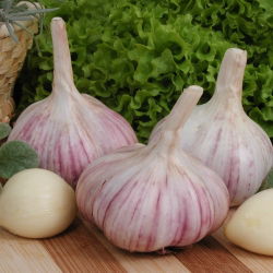 Talvisipuli Arkus - 16 sipuli (0,8 - 1,0 kg)