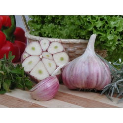 Talvi valkosipuli Harnas - 60 sipuli (3,6 - 5,0 kg)